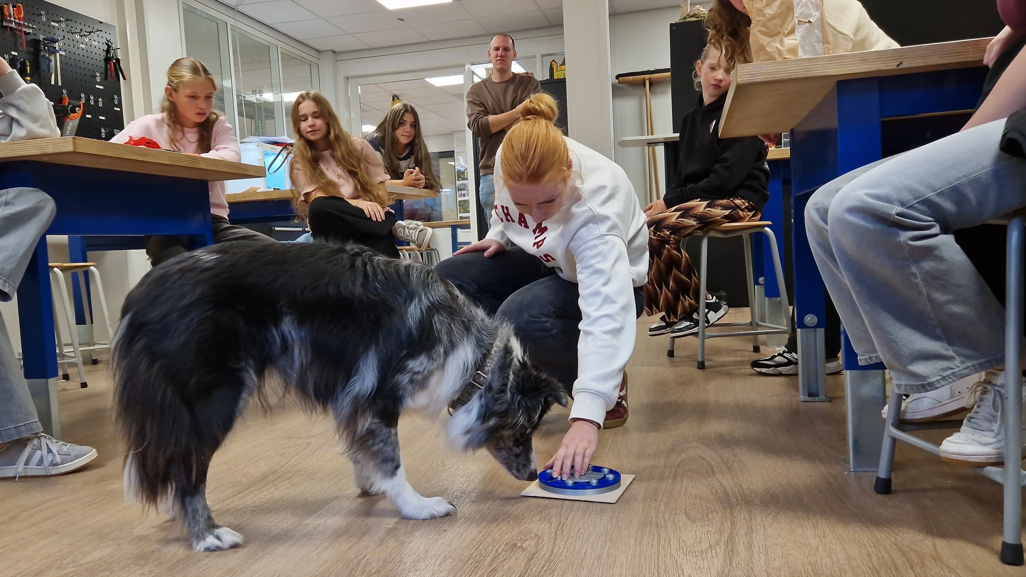 Hond Boaz test prototypes T&T